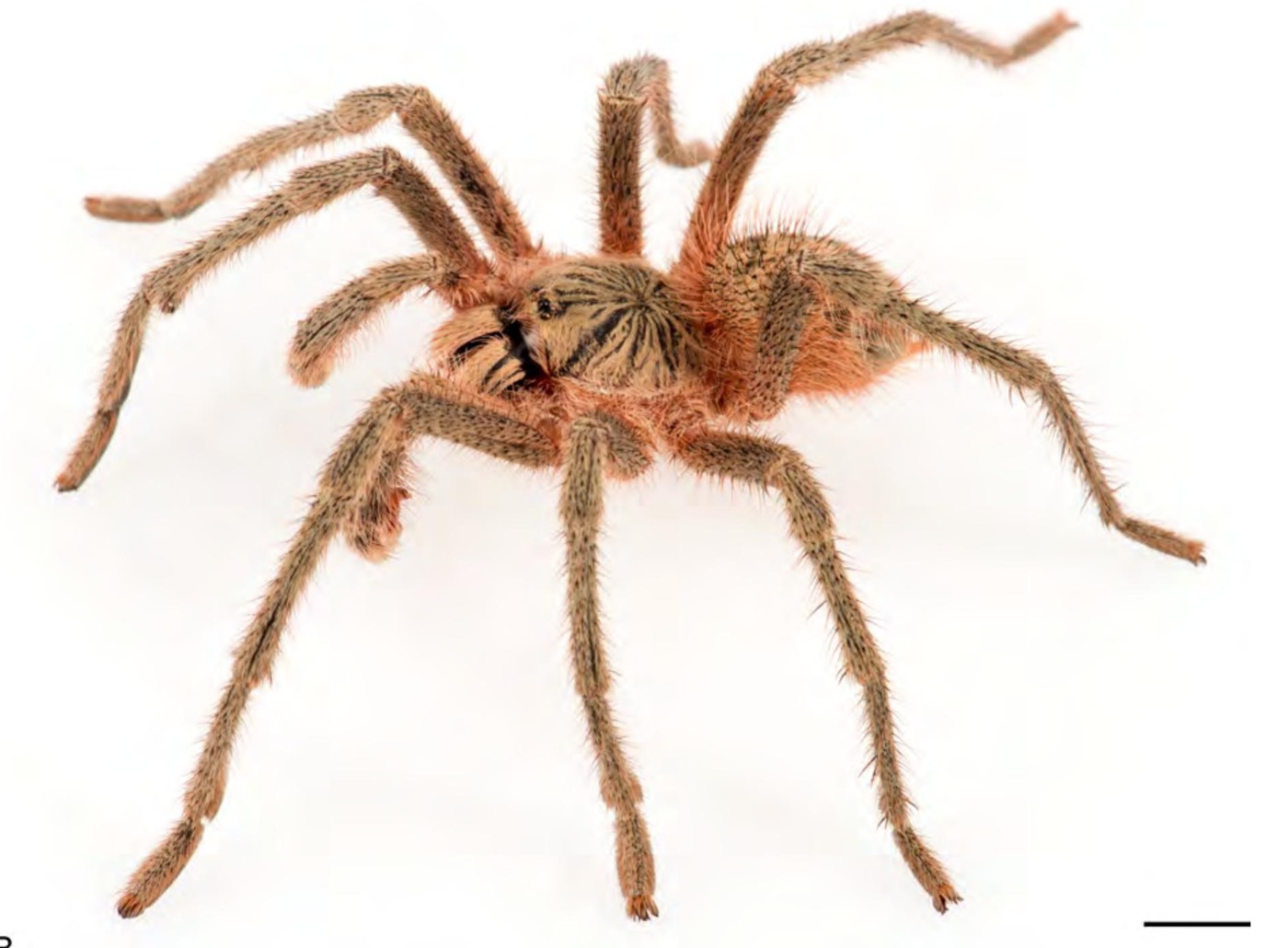 Male