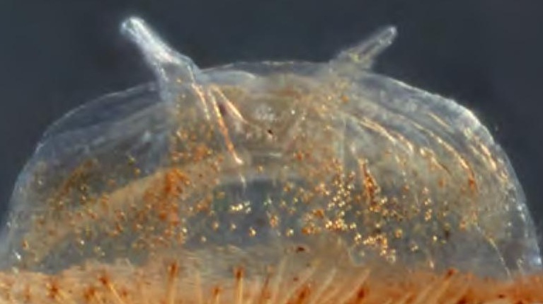 Spermathecae