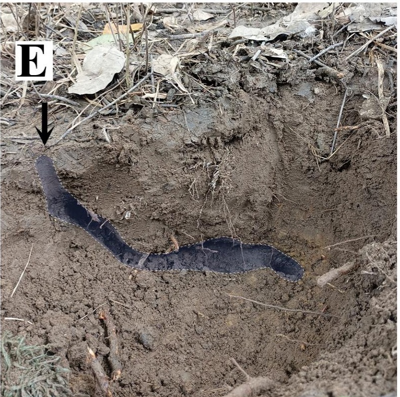 Burrow