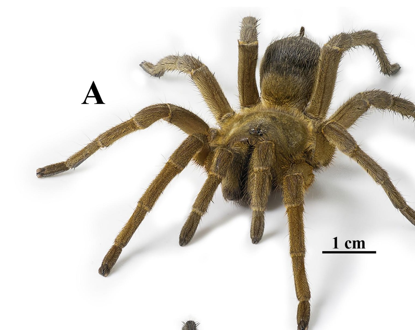 Female