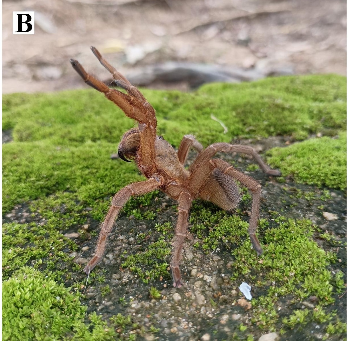 Live specimen