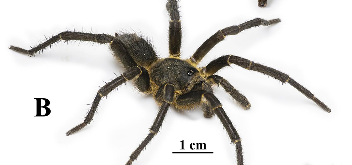 Male