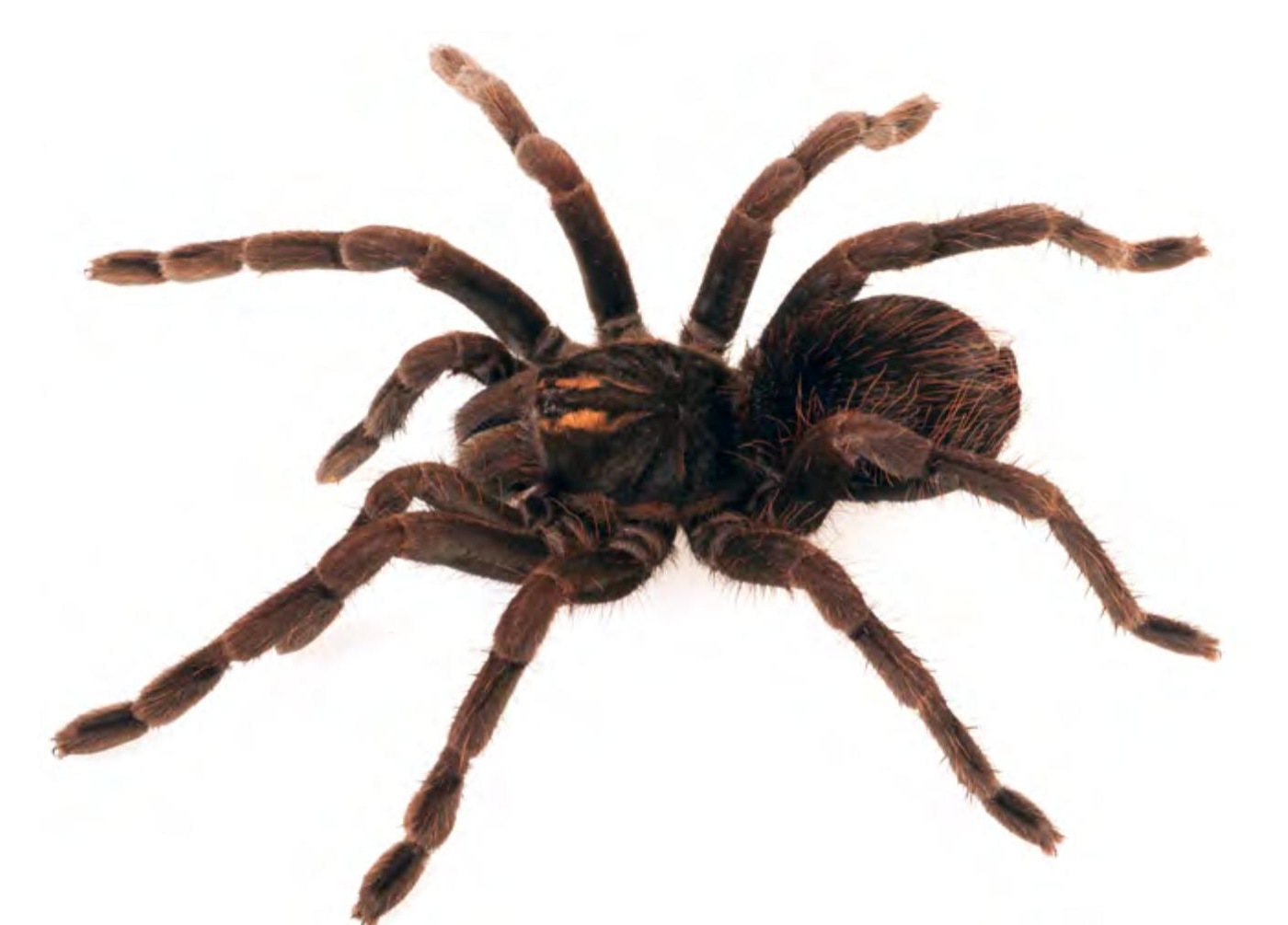 Live specimen