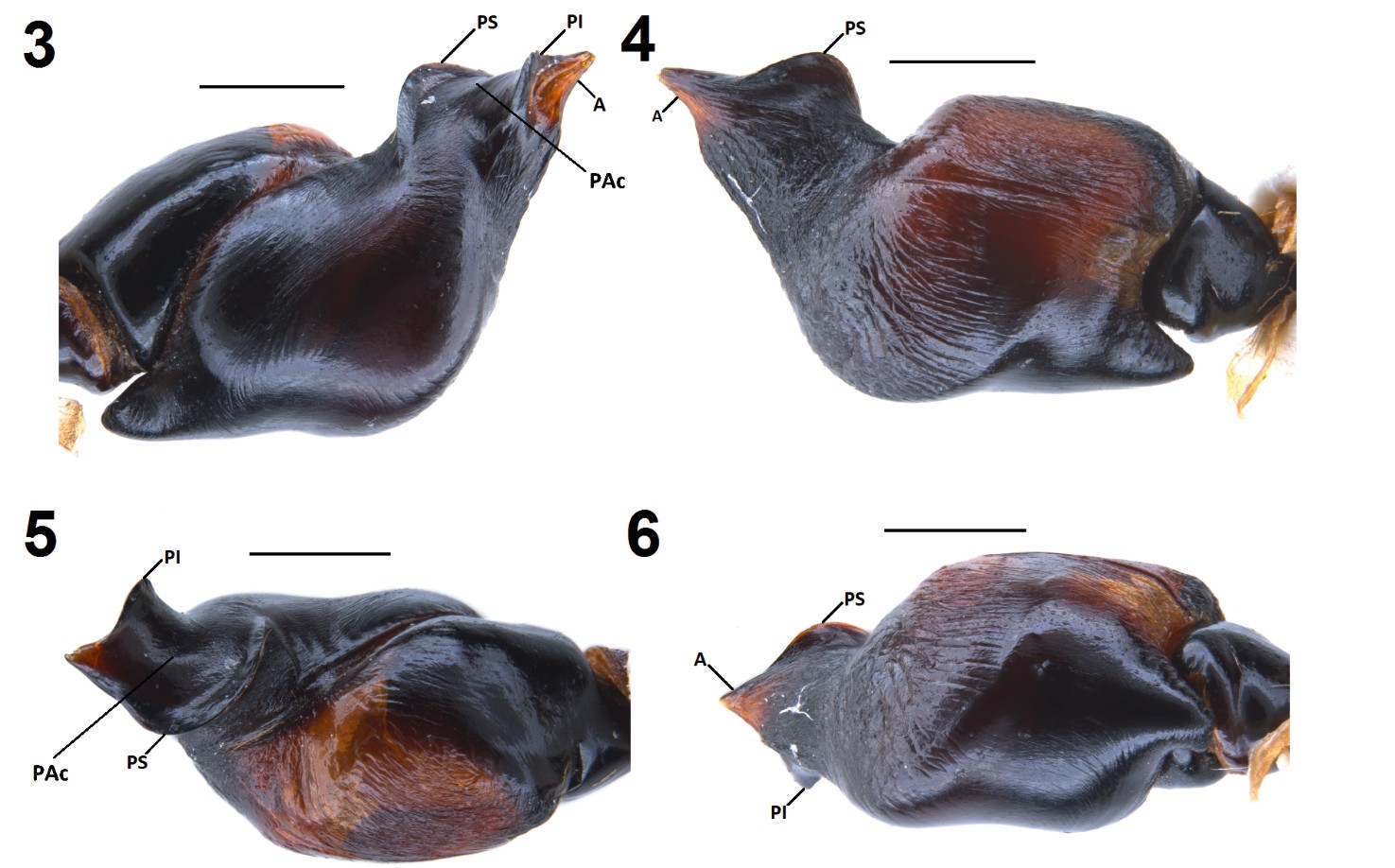 Male palp