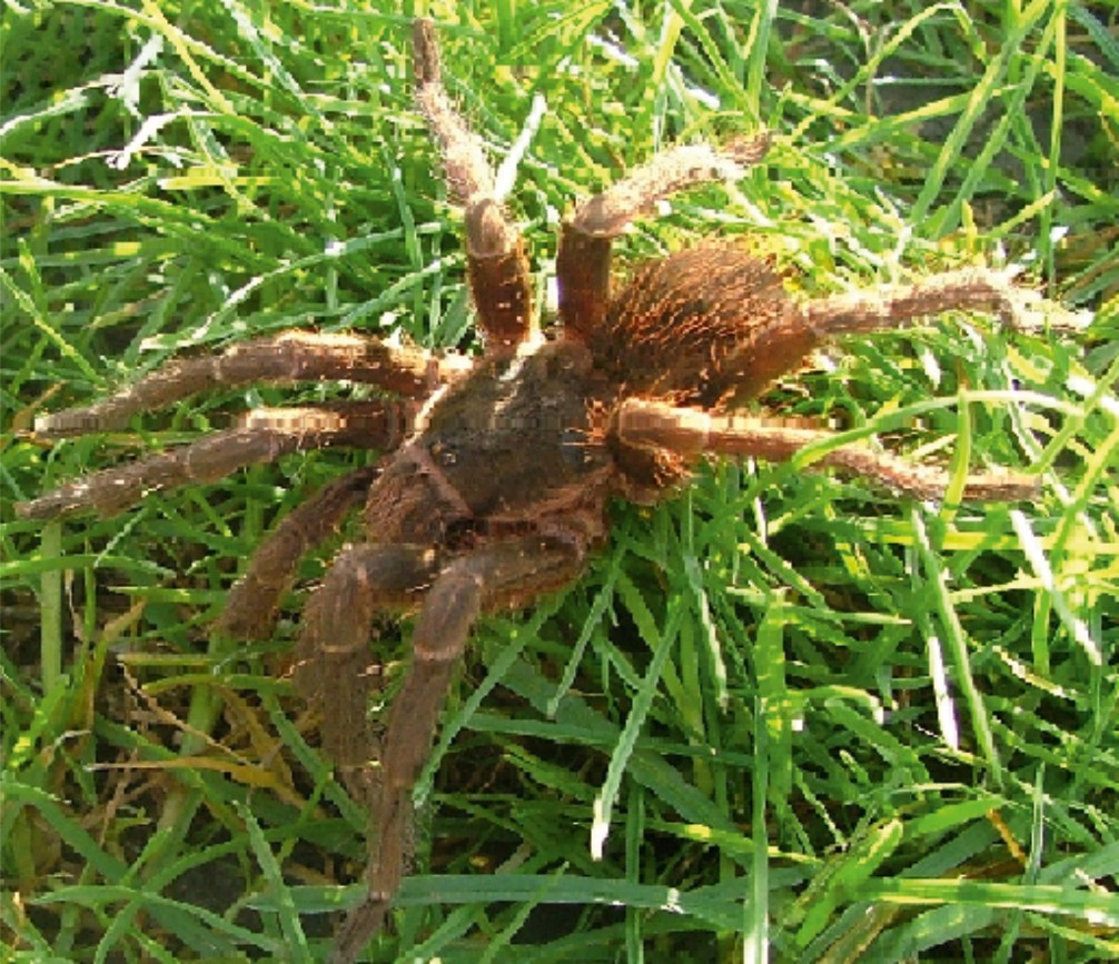 Live specimen