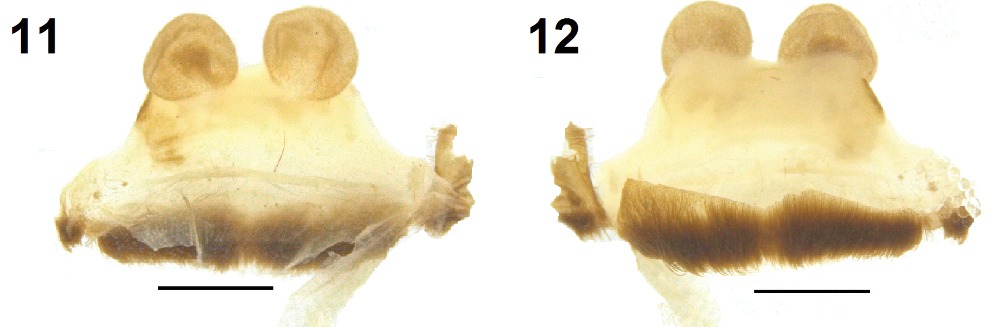 Spermathecae