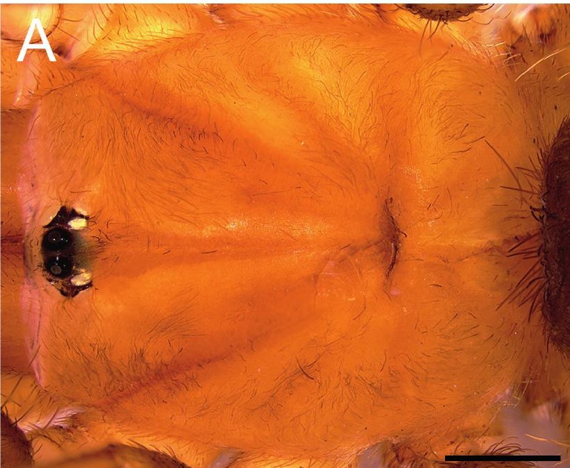 Carapace