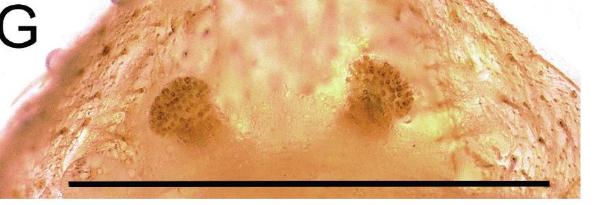 Spermathecae