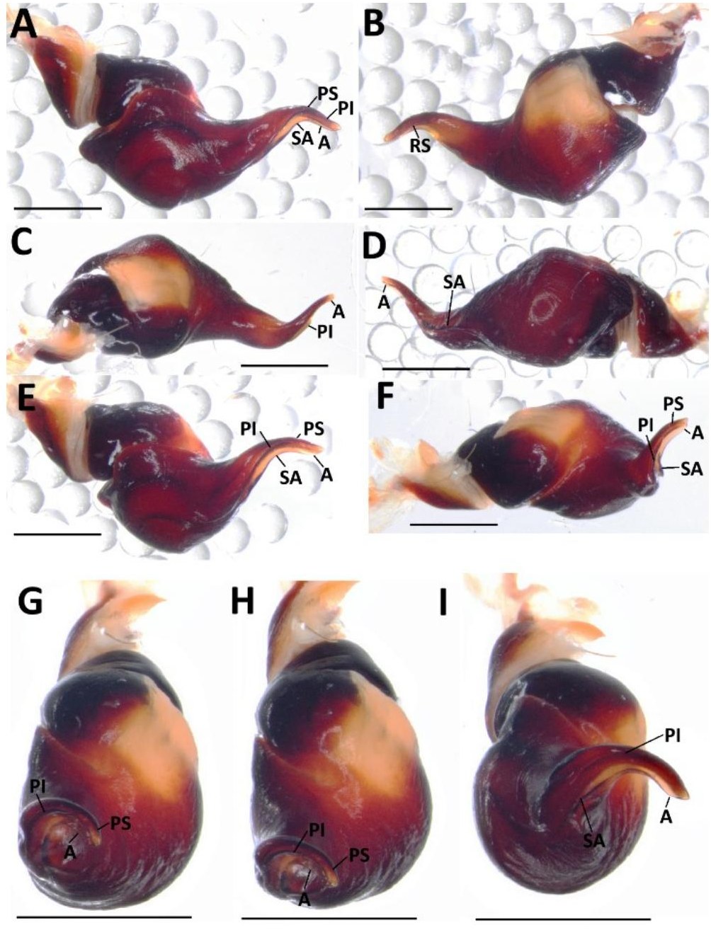 Male palp
