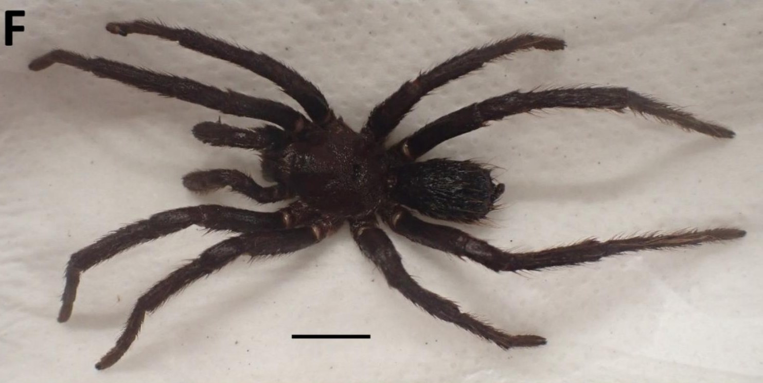 Crypsidromus carinatus