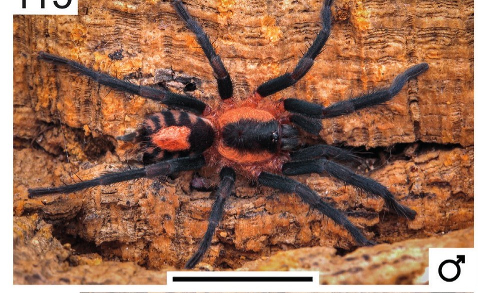 Cyriocosmus paresi