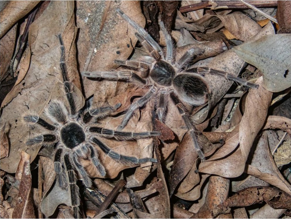 Female