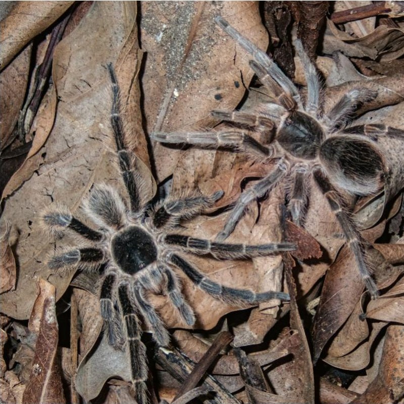 Cyrtopholis antillana