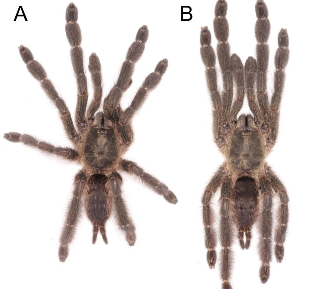 Female