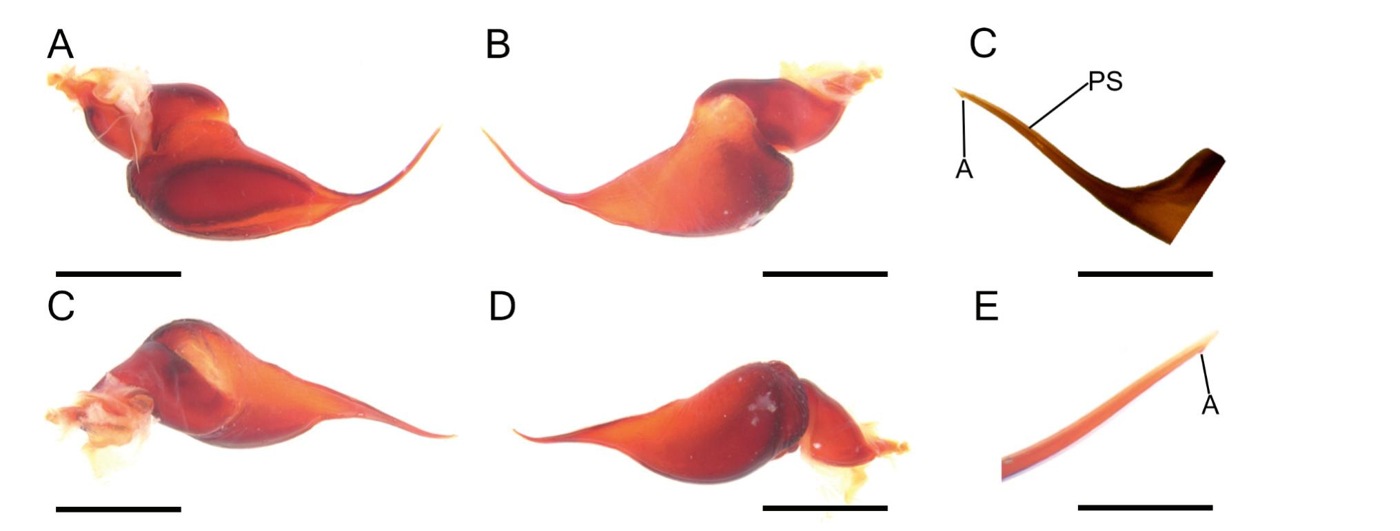 Male palp