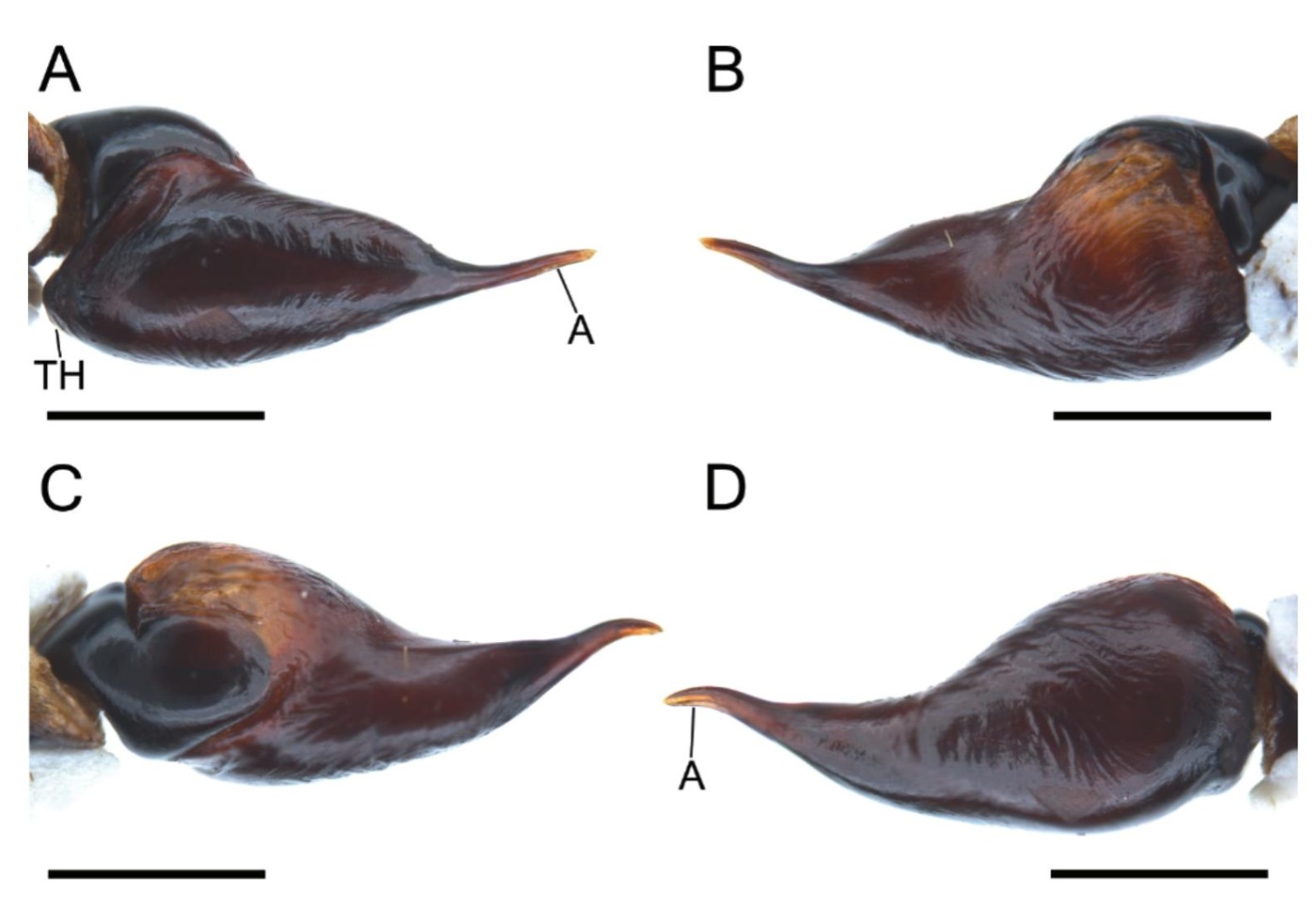 Male palp