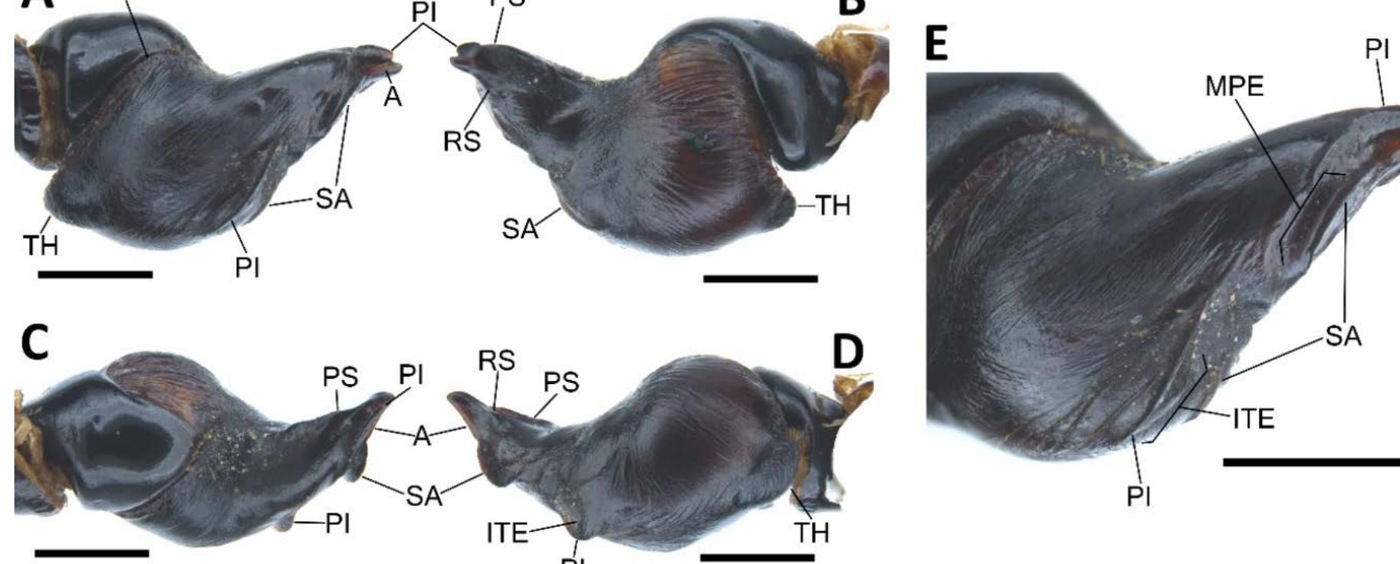 Male palp