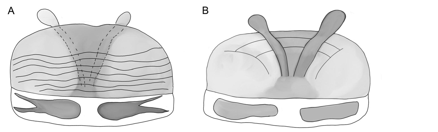 Spermathecae