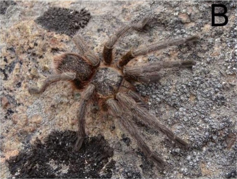 Live specimen