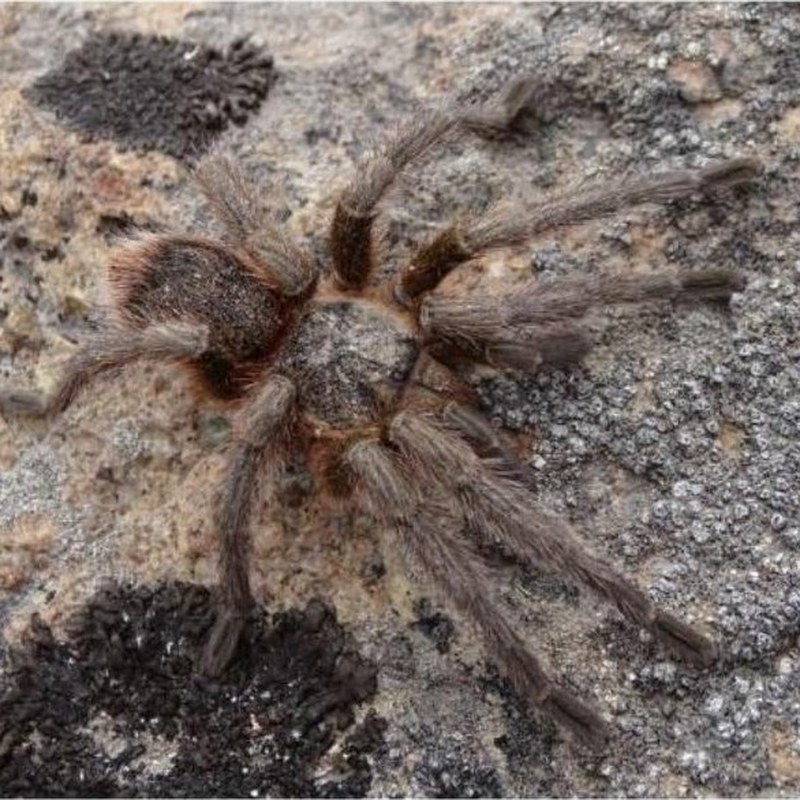 Euathlus ameghinoi