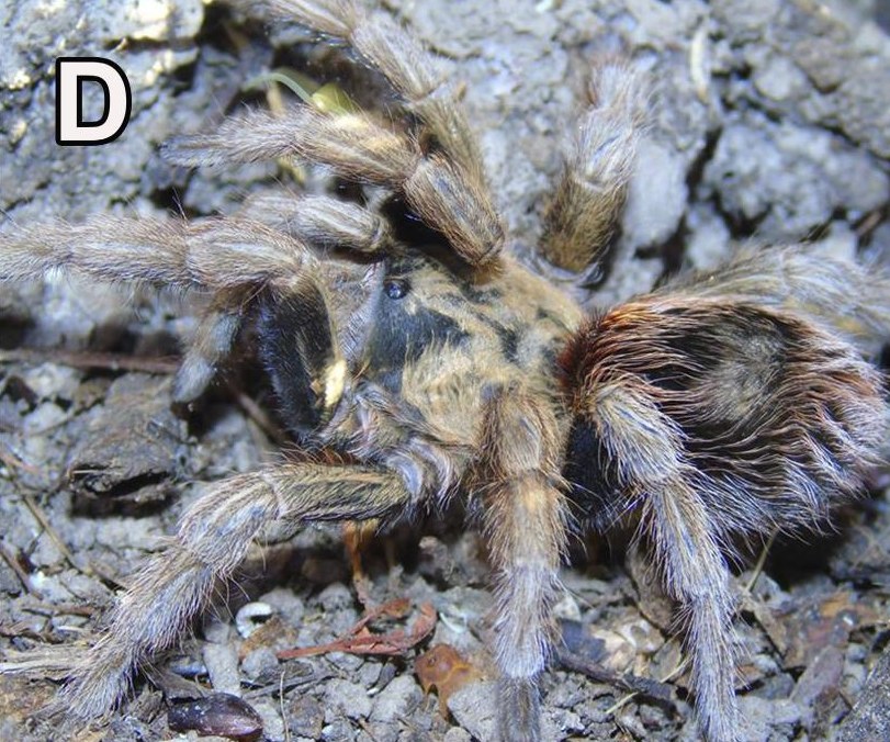 Female
