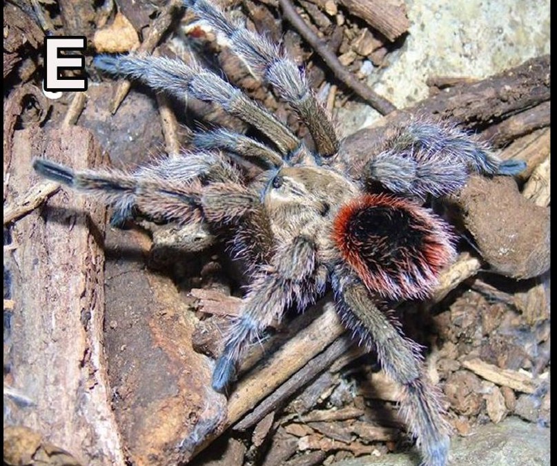 Male
