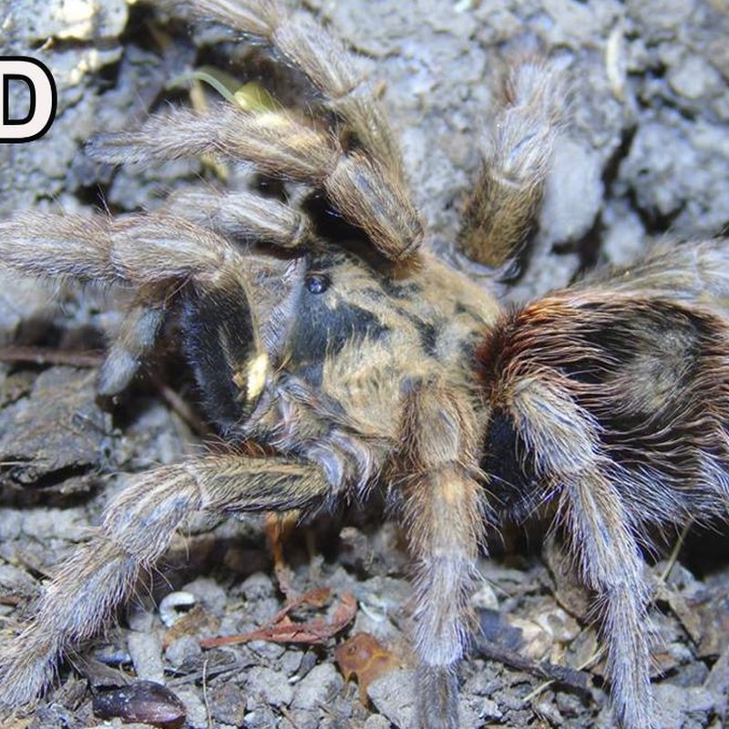 Euathlus manicatus