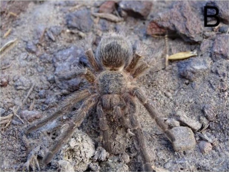 Live specimen