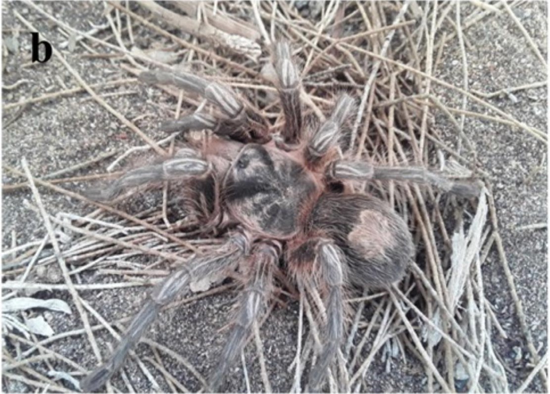 Female