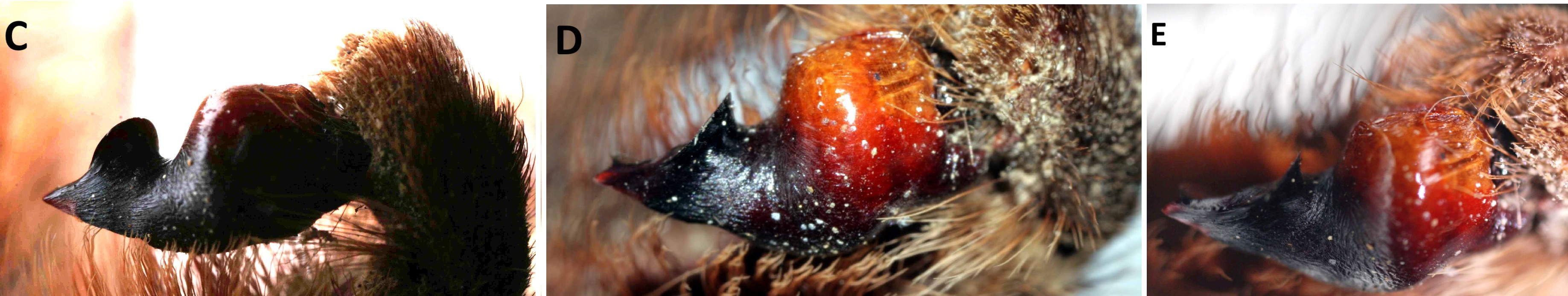 Male palp