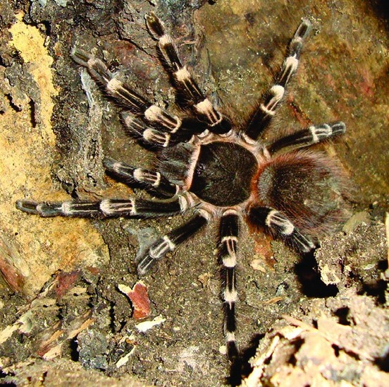 Live specimen