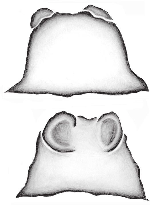 Spermathecae