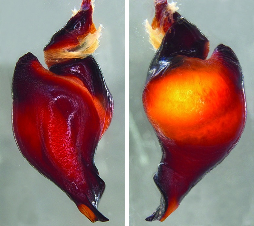 Male palp