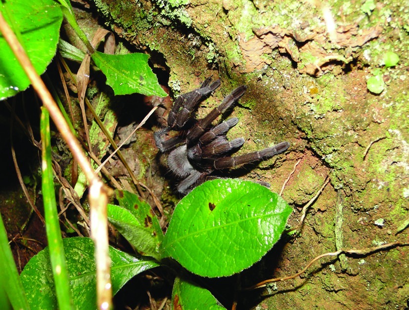 Live specimen
