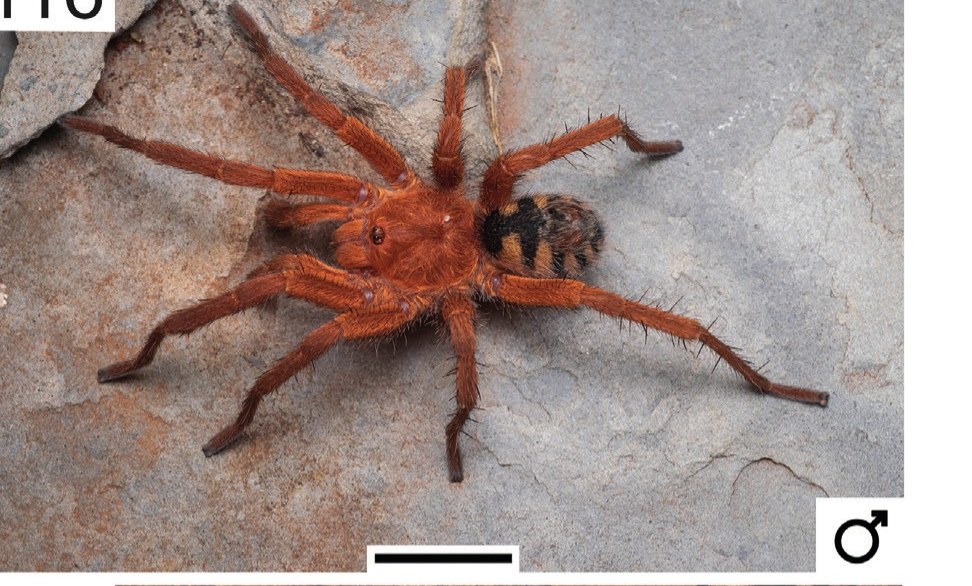 Hapalopus guidonae