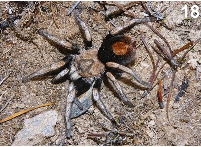 Female