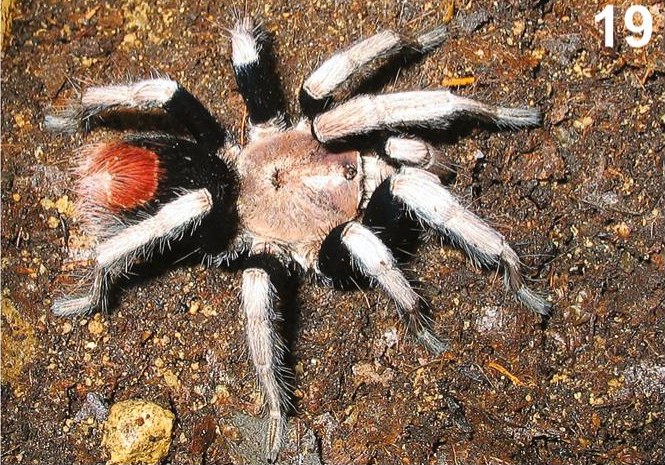 Male