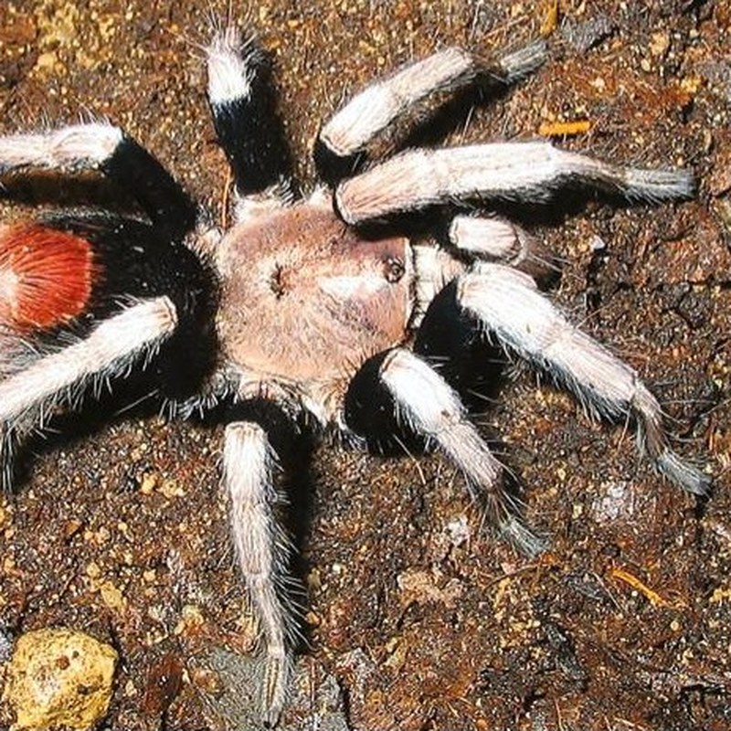 Hapalotremus munaycha