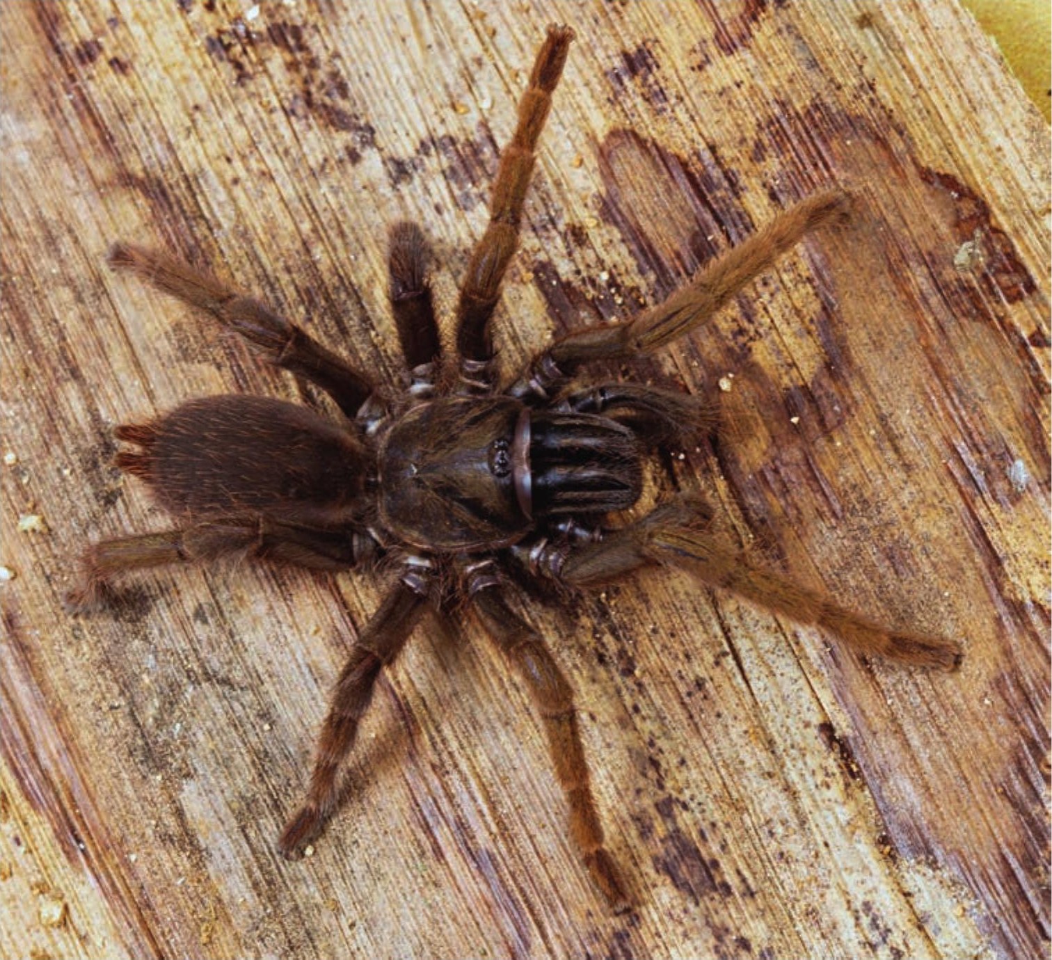 Female