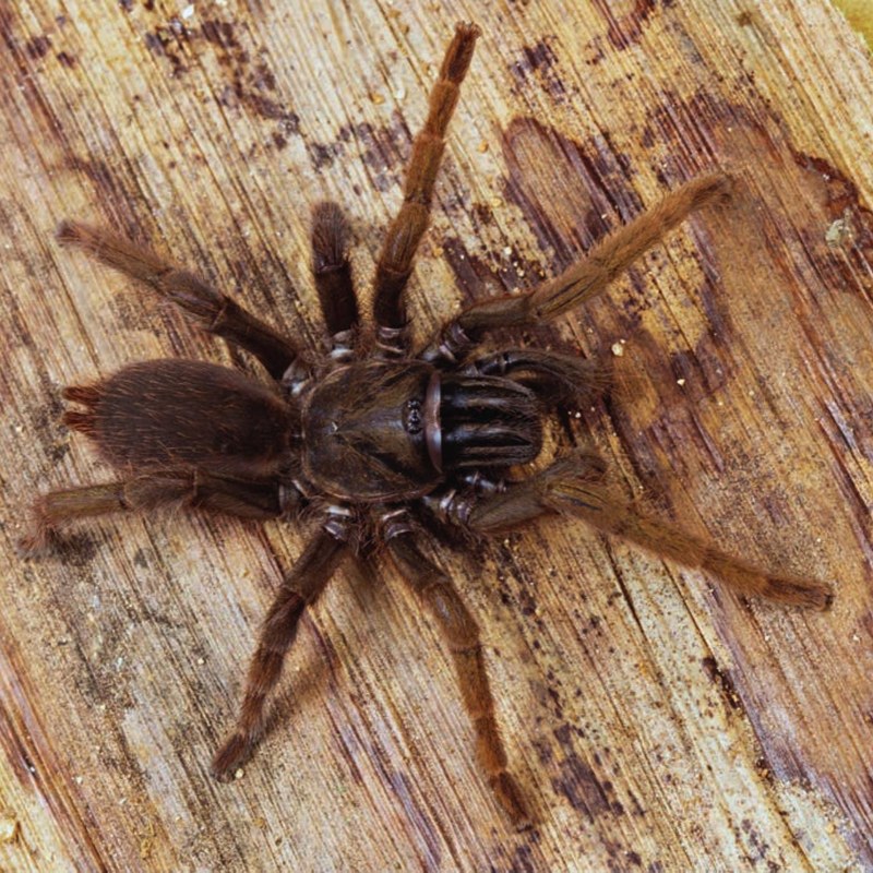 Haploclastus ajithii