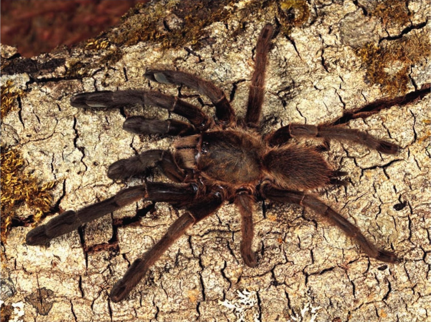 Female