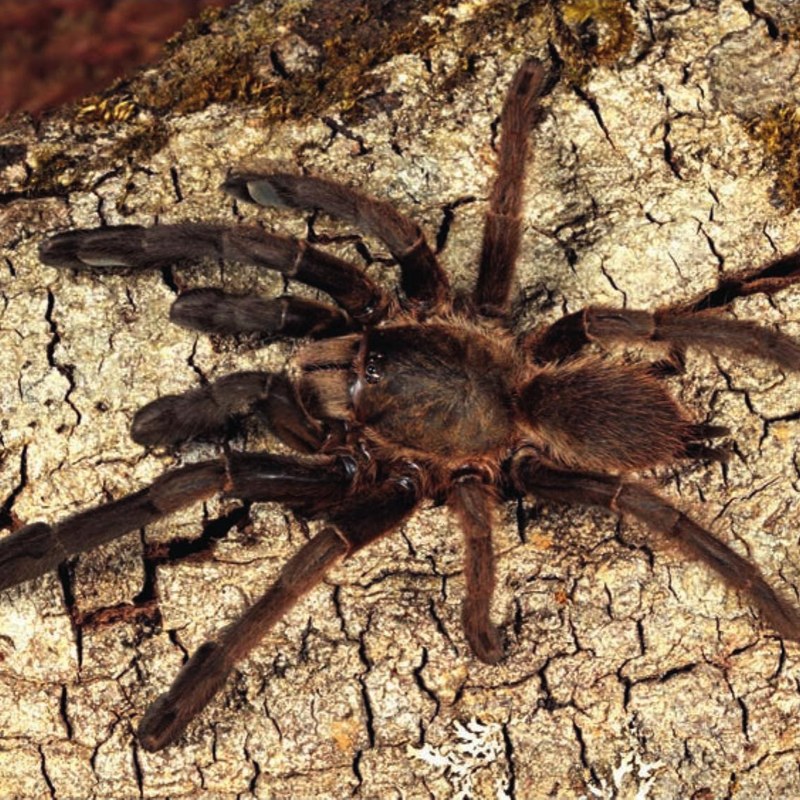 Haploclastus bratocolonus