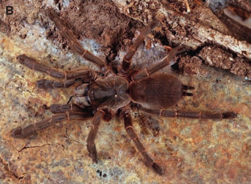 Female