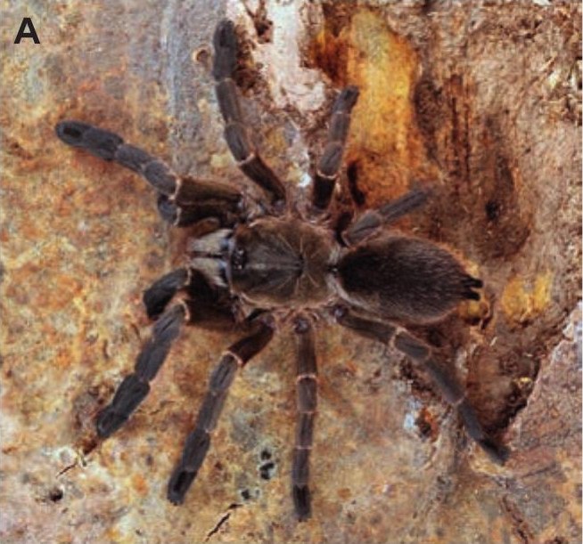 Male