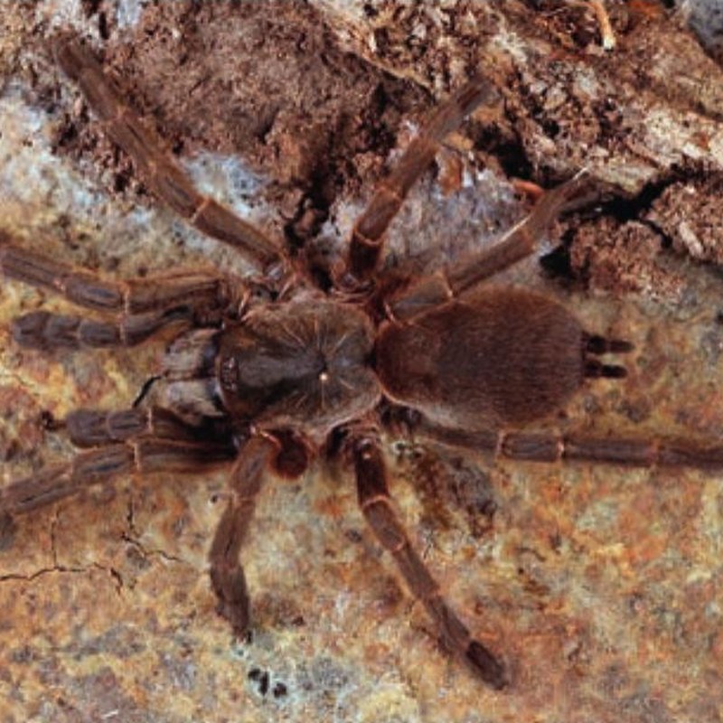 Haploclastus montanus