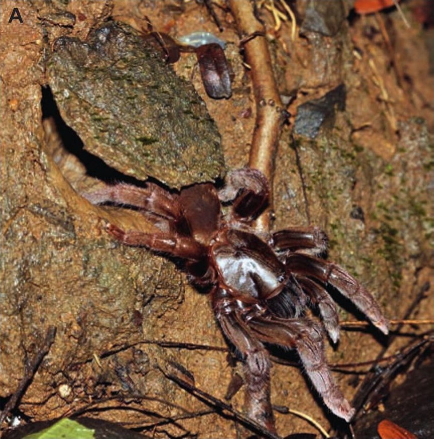 Female