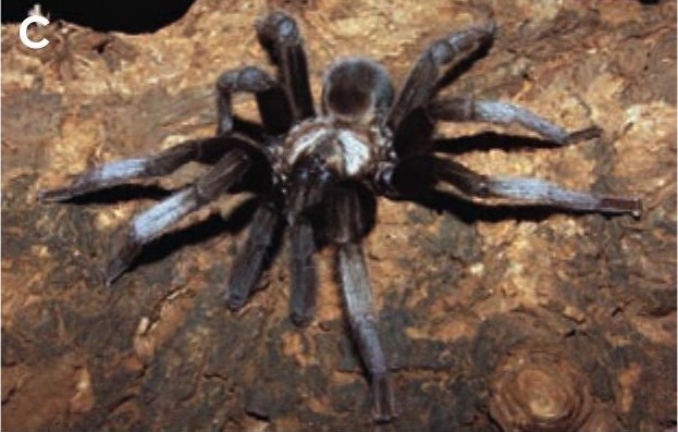 Male
