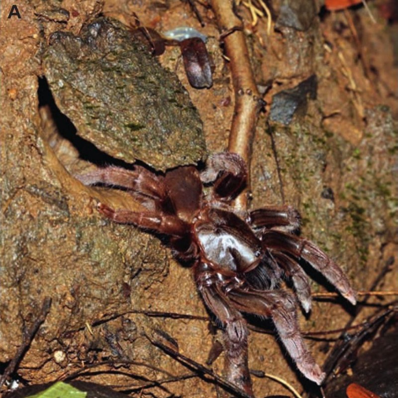 Haploclastus validus