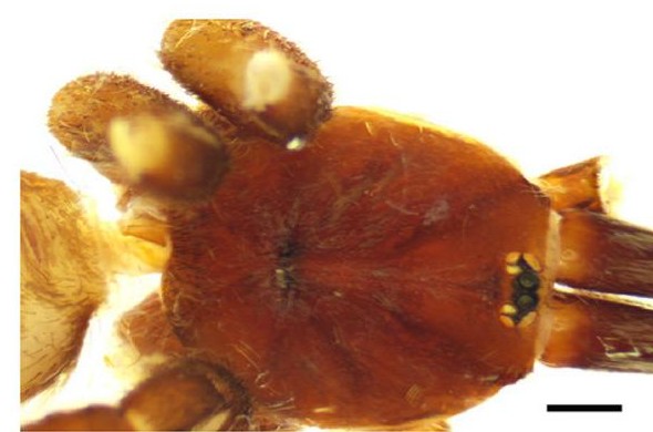 Carapace