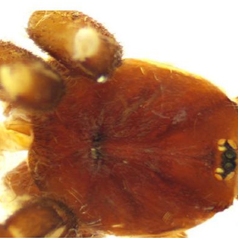 Heterothele erdosi